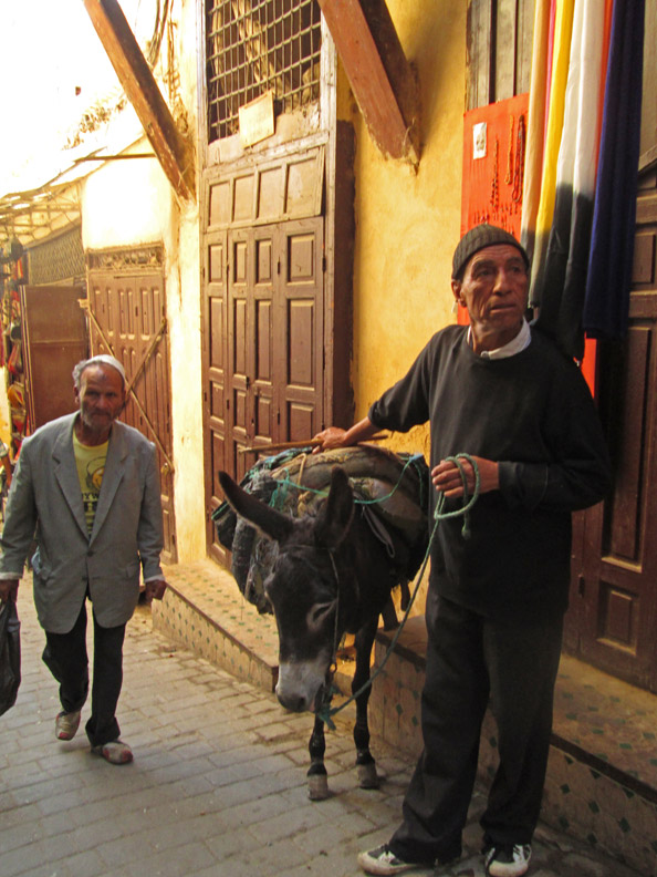 A mule in the medina of Fes, Morocco