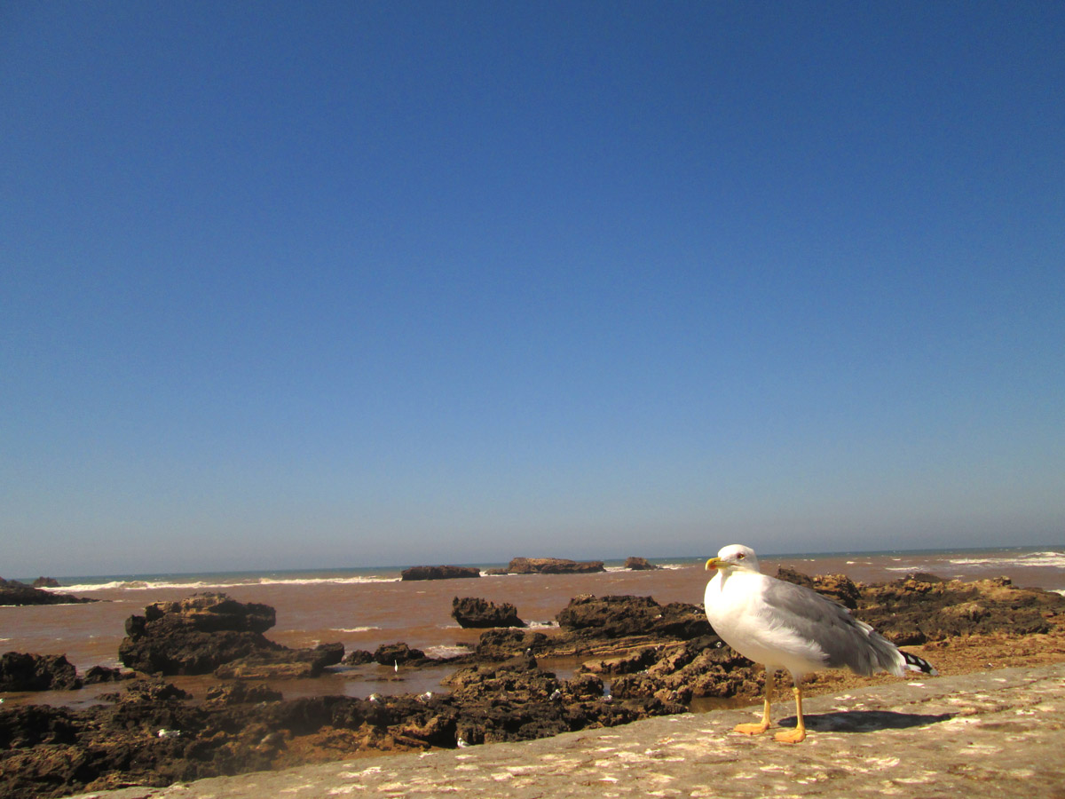 Seagull in Essaouira Morocco