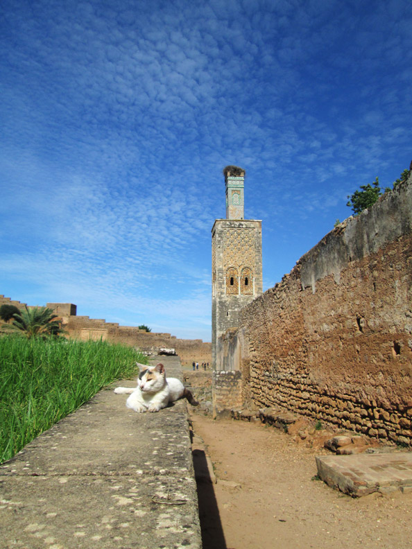 A cat hanging out at the Chellah Necropolis  in Rabat Morocco