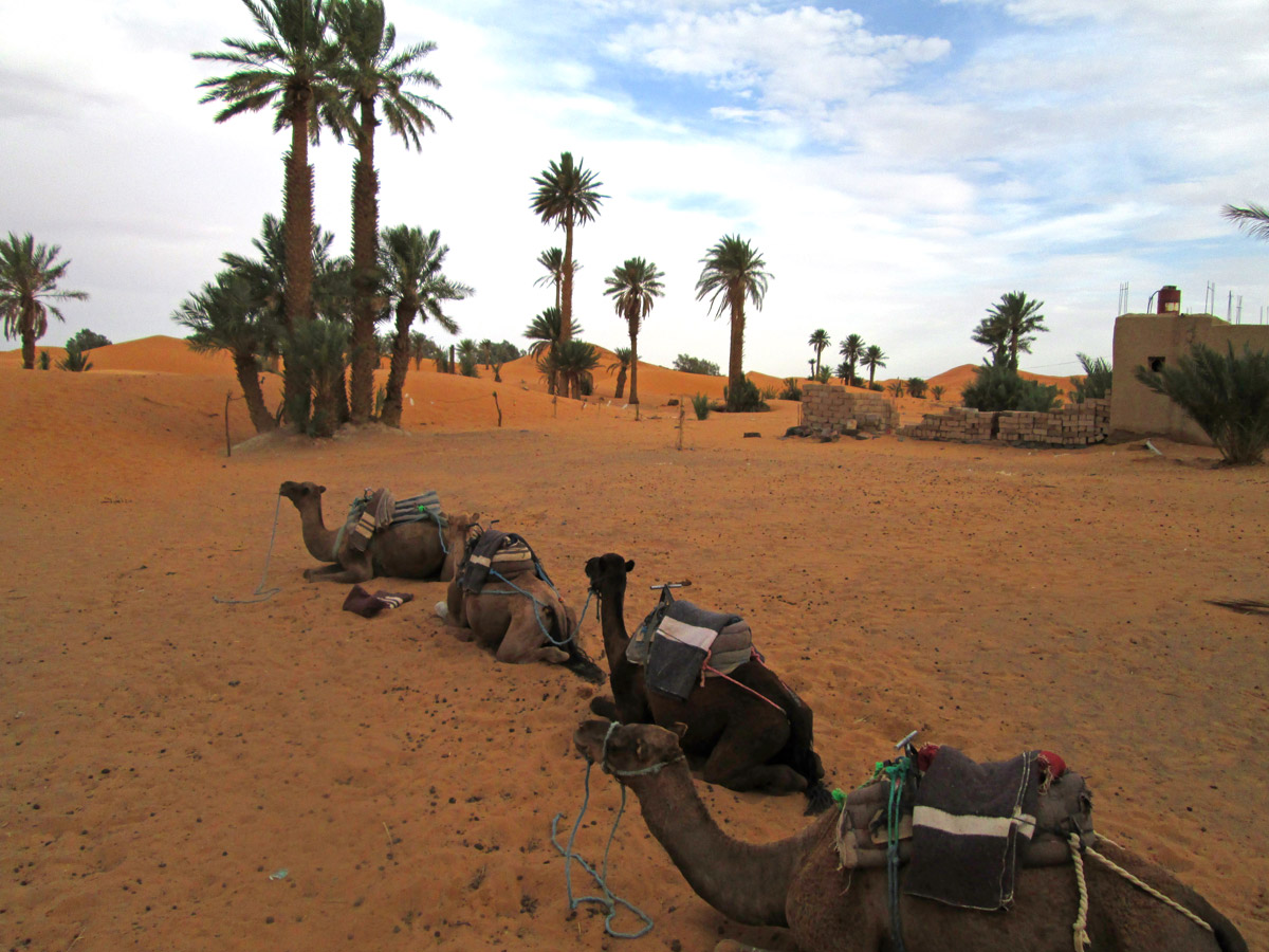 The camels we rode in Merzouga Morocco Sahara