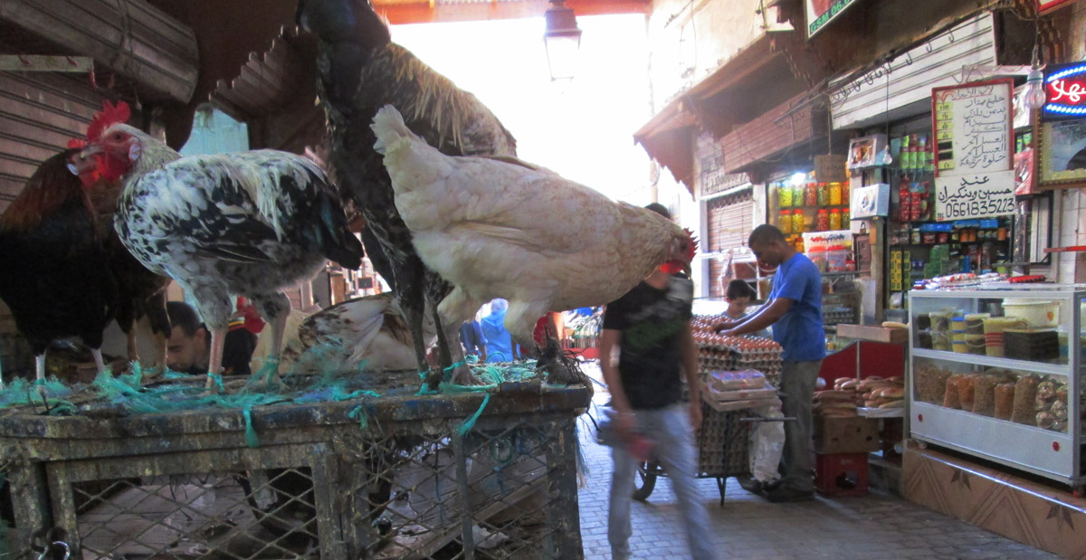 Live chickens for sale in the souks of Fes Morocco