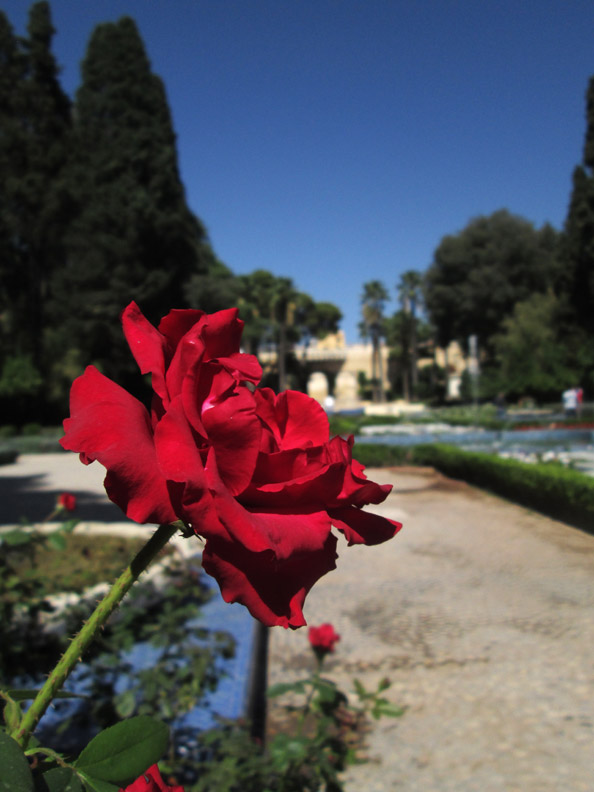 A rose in bloom at Jardin Jnane S'Bile in Fes Morocco