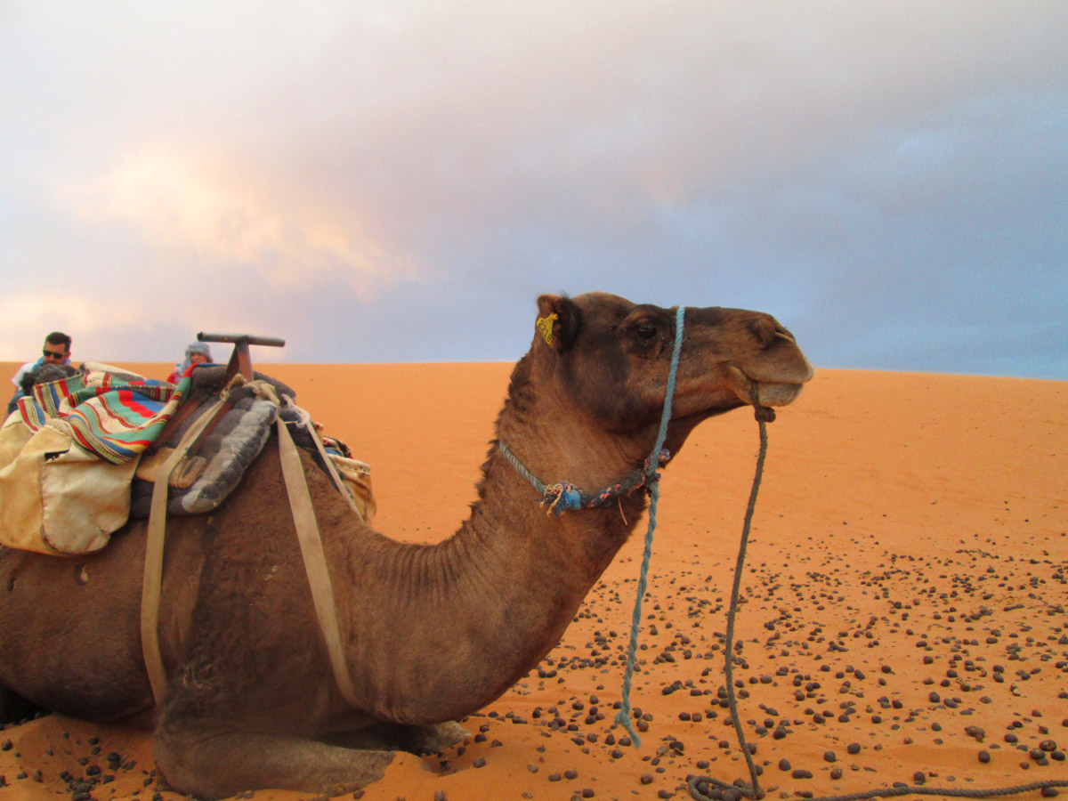 Camel in the Sahara Desert near Merzouga Morocco