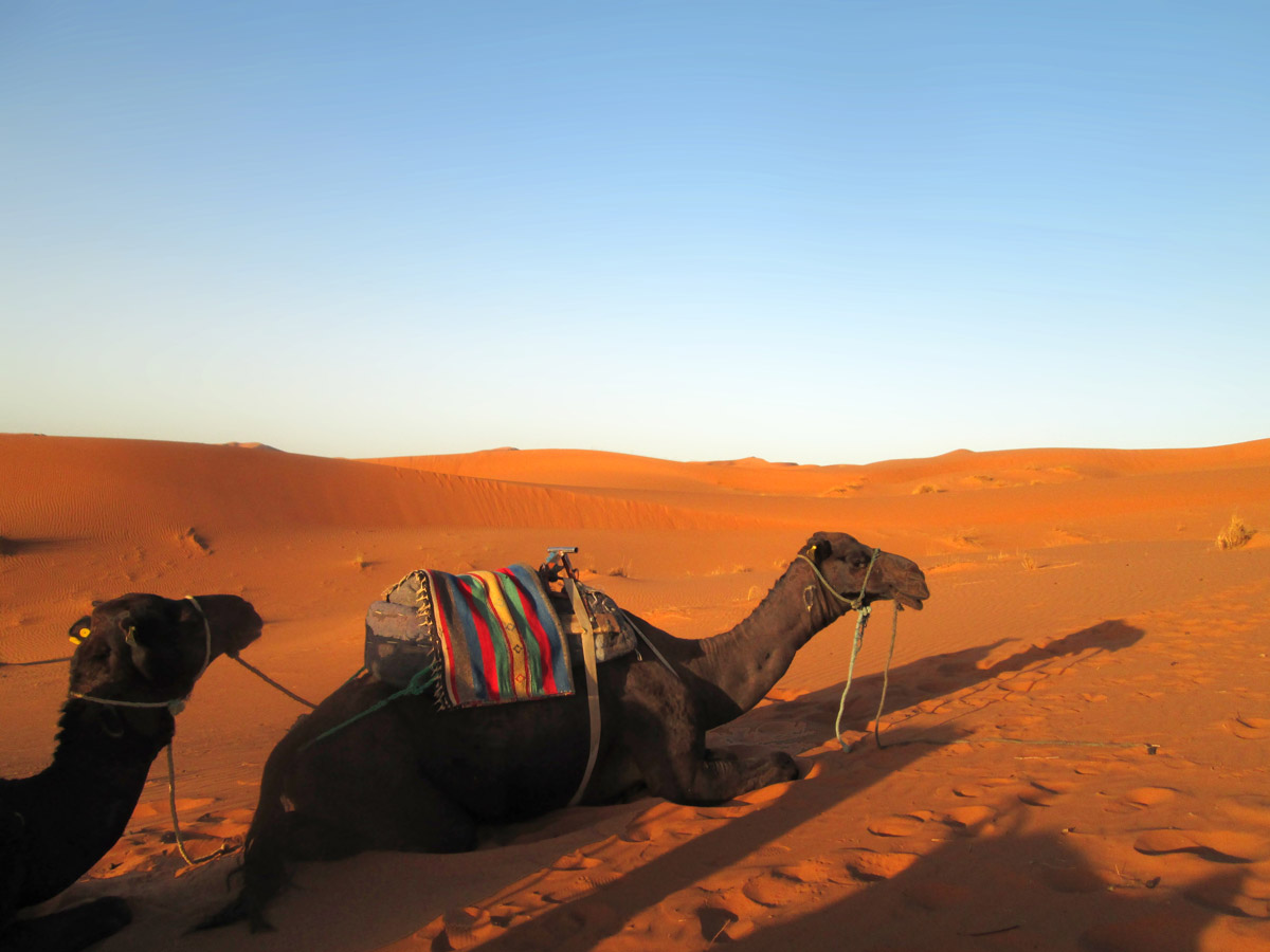 camel in the sahara desert near merzouga morocco