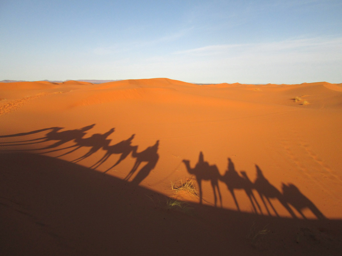 shadows of camels on the sand dunes in the Sahara Desert near Merzouga Morocco