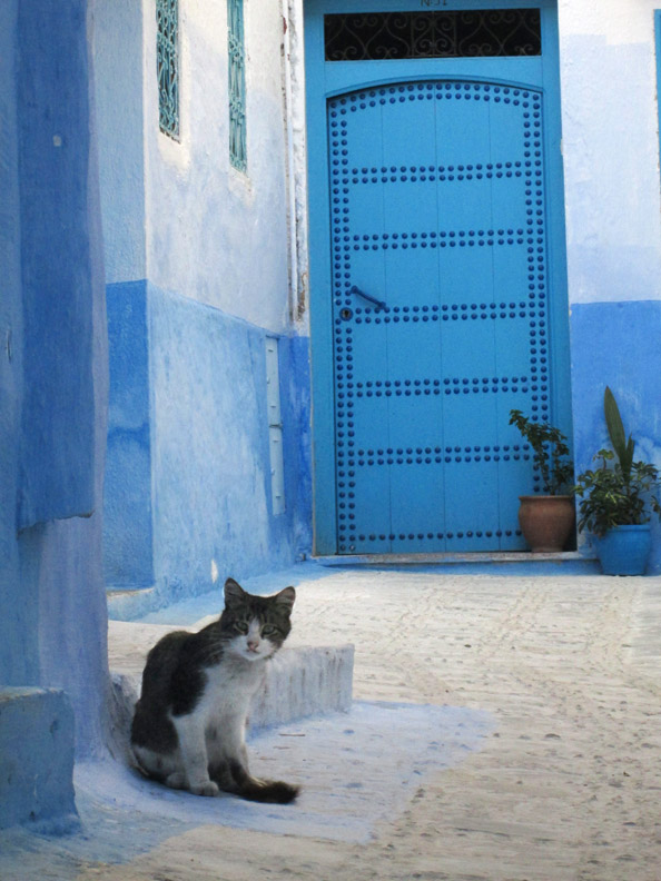 cat in the medina in Chefchaouen Morocco