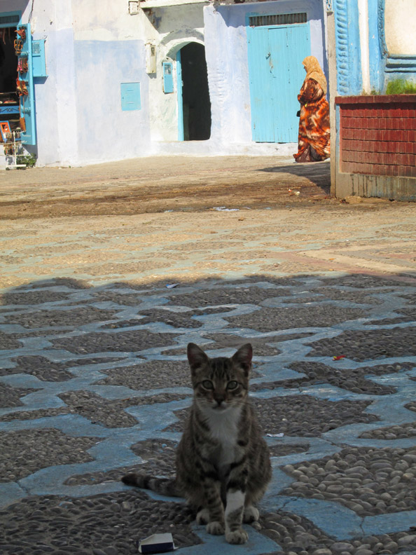 A cat in Plaza Kenitra Chefchaouen Morocco