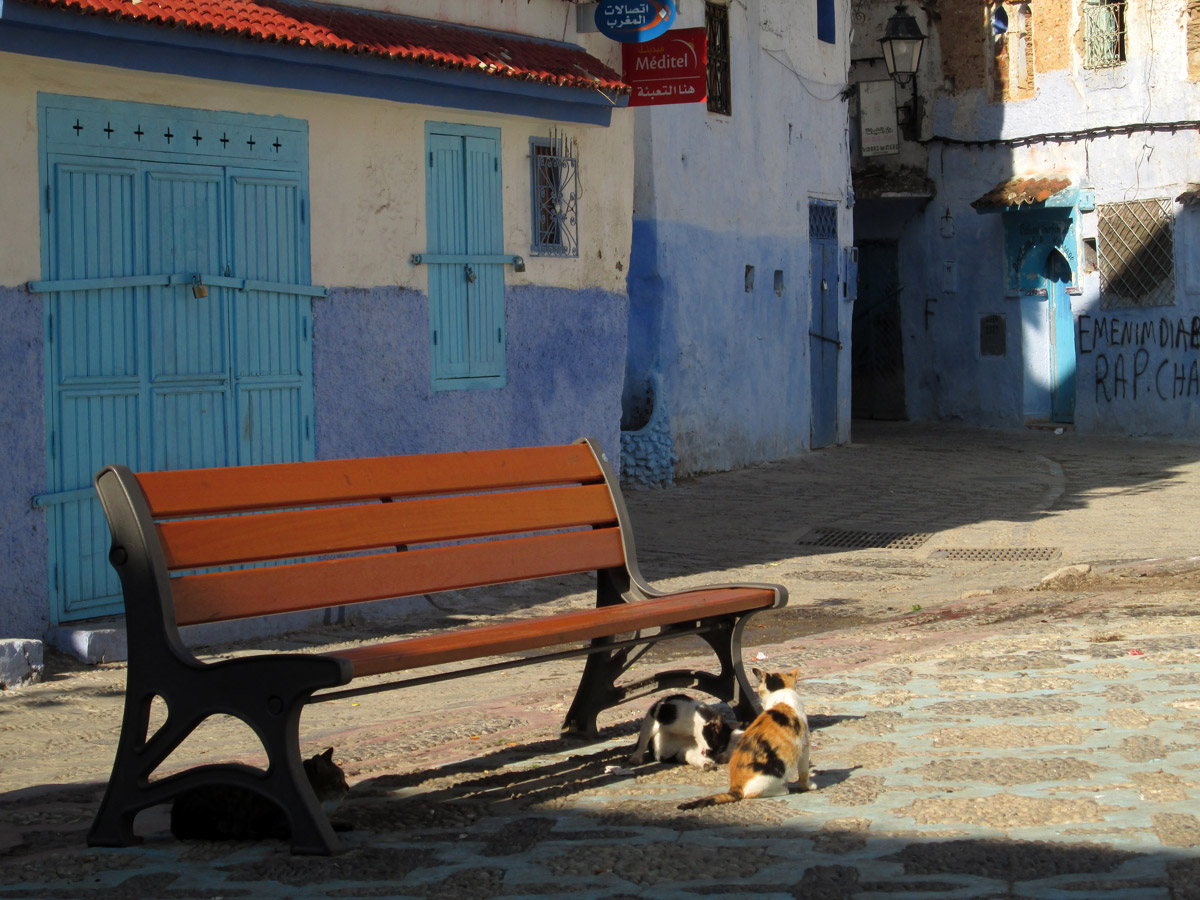 Cats in Plaza Kenitra Chefchaouen Morocco