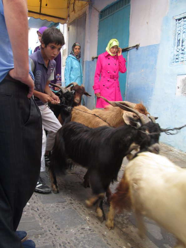 boy with goats at Farmers market in Chefchaouen Morocco