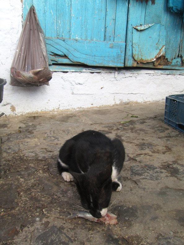 cat eating fish at Farmers market in Chefchaouen Morocco